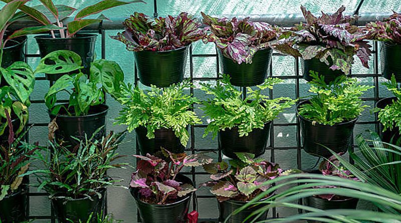 Vertical Gardening for Low-Light Apartment Balconies